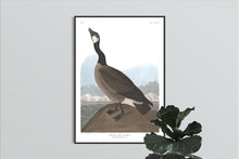 Load image into Gallery viewer, Hutchin&#39;s Barnacle Goose Print by John Audubon