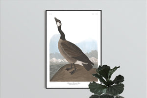 Hutchin's Barnacle Goose Print by John Audubon