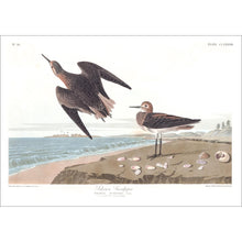 Load image into Gallery viewer, Schinz&#39;s Sandpiper Print by John Audubon