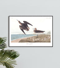 Load image into Gallery viewer, Schinz&#39;s Sandpiper Print by John Audubon