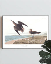 Load image into Gallery viewer, Schinz&#39;s Sandpiper Print by John Audubon