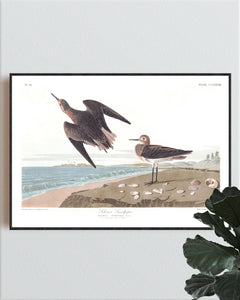 Schinz's Sandpiper Print by John Audubon