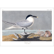 Load image into Gallery viewer, Sandwich Tern Print by John Audubon