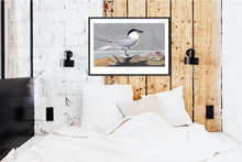 Load image into Gallery viewer, Sandwich Tern Print by John Audubon