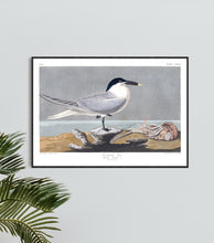 Load image into Gallery viewer, Sandwich Tern Print by John Audubon