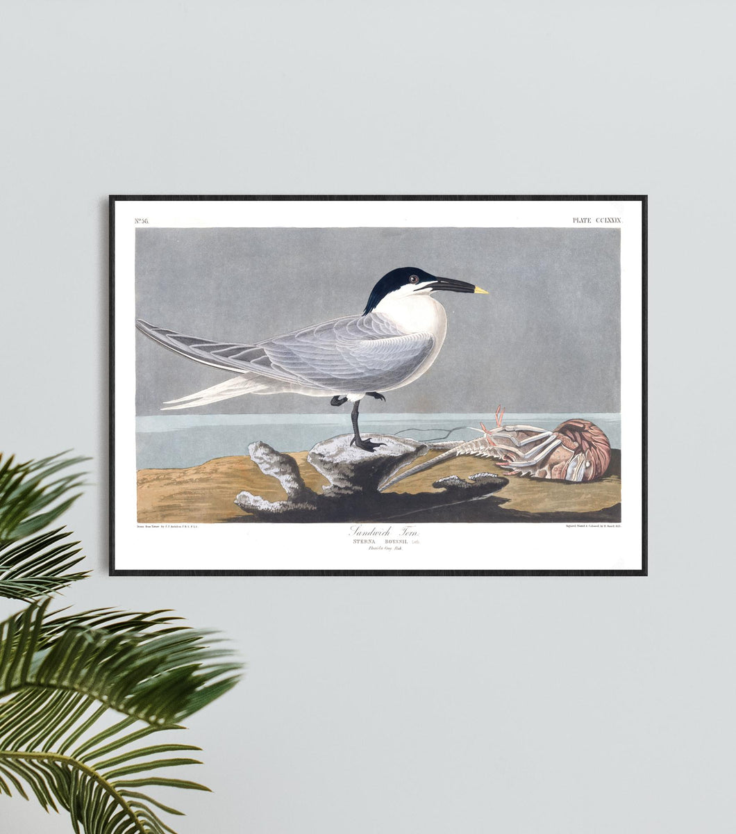 Sandwich Tern Print by John Audubon