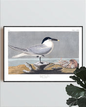 Load image into Gallery viewer, Sandwich Tern Print by John Audubon