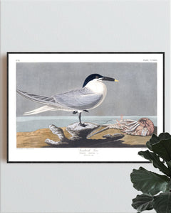 Sandwich Tern Print by John Audubon
