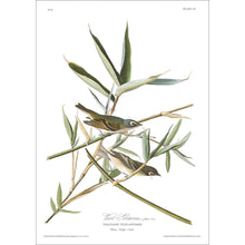 Load image into Gallery viewer, Vireo Solitarius Solitary Flycatcher Print by John Audubon
