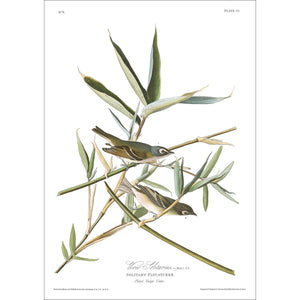 Vireo Solitarius Solitary Flycatcher Print by John Audubon