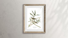 Load image into Gallery viewer, Vireo Solitarius Solitary Flycatcher Print by John Audubon