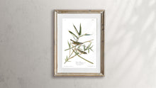 Load image into Gallery viewer, Vireo Solitarius Solitary Flycatcher Print by John Audubon
