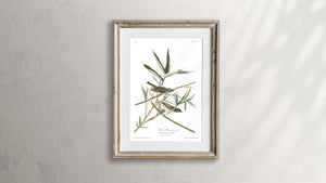 Vireo Solitarius Solitary Flycatcher Print by John Audubon