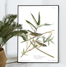 Load image into Gallery viewer, Vireo Solitarius Solitary Flycatcher Print by John Audubon