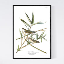 Load image into Gallery viewer, Vireo Solitarius Solitary Flycatcher Print by John Audubon