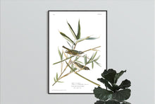 Load image into Gallery viewer, Vireo Solitarius Solitary Flycatcher Print by John Audubon