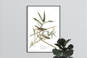Vireo Solitarius Solitary Flycatcher Print by John Audubon
