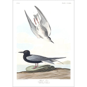 Black Tern Print by John Audubon