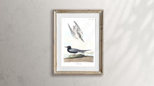 Load image into Gallery viewer, Black Tern Print by John Audubon