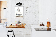 Load image into Gallery viewer, Black Tern Print by John Audubon