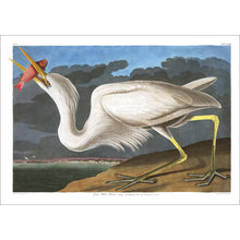 Load image into Gallery viewer, Great White Heron Print by John Audubon