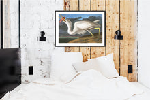 Load image into Gallery viewer, Great White Heron Print by John Audubon