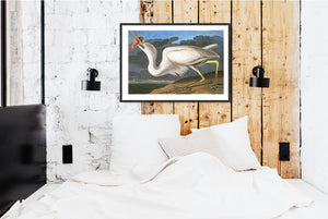 Great White Heron Print by John Audubon
