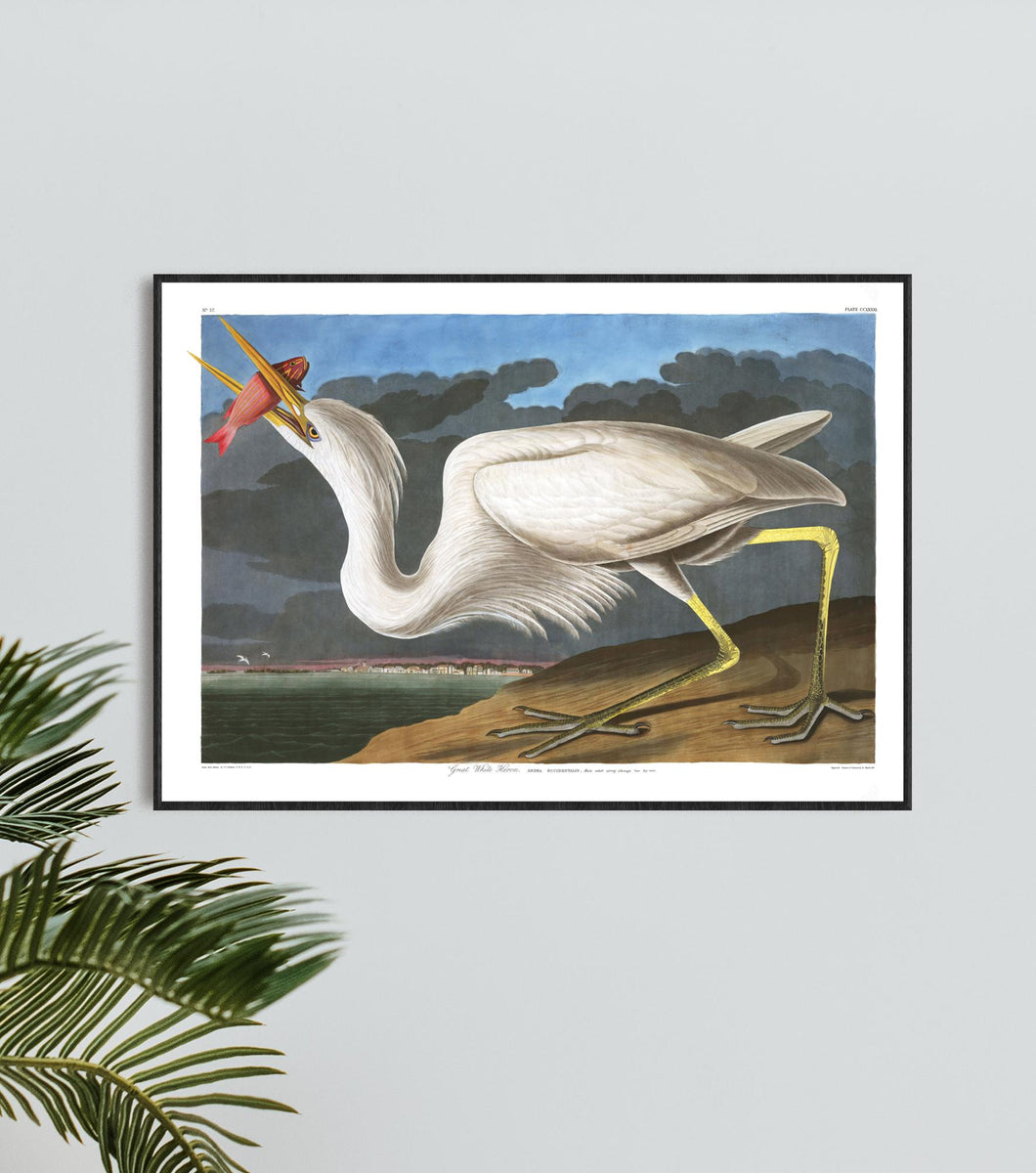 Great White Heron Print by John Audubon