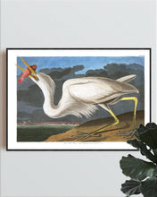 Load image into Gallery viewer, Great White Heron Print by John Audubon