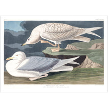 Load image into Gallery viewer, White-Winged Silvery Gull Print by John Audubon