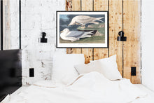 Load image into Gallery viewer, White-Winged Silvery Gull Print by John Audubon