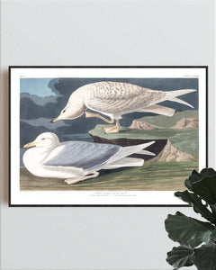 White-Winged Silvery Gull Print by John Audubon