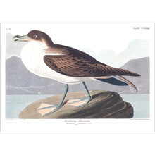 Load image into Gallery viewer, Wandering Shearwater Print by John Audubon