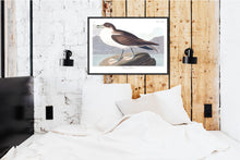 Load image into Gallery viewer, Wandering Shearwater Print by John Audubon