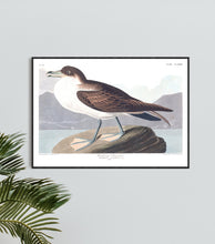 Load image into Gallery viewer, Wandering Shearwater Print by John Audubon