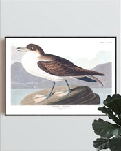 Load image into Gallery viewer, Wandering Shearwater Print by John Audubon