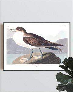 Wandering Shearwater Print by John Audubon