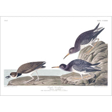 Load image into Gallery viewer, Purple Sandpiper Print by John Audubon