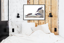 Load image into Gallery viewer, Purple Sandpiper Print by John Audubon
