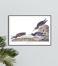 Load image into Gallery viewer, Purple Sandpiper Print by John Audubon