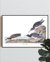 Load image into Gallery viewer, Purple Sandpiper Print by John Audubon