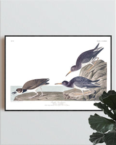 Purple Sandpiper Print by John Audubon