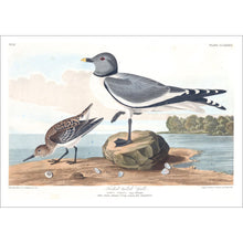 Load image into Gallery viewer, Fork-Tailed Gull Print by John Audubon