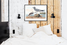 Load image into Gallery viewer, Fork-Tailed Gull Print by John Audubon