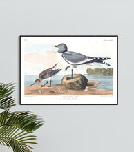 Load image into Gallery viewer, Fork-Tailed Gull Print by John Audubon
