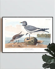 Load image into Gallery viewer, Fork-Tailed Gull Print by John Audubon