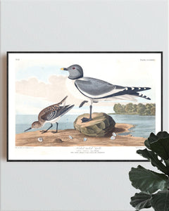 Fork-Tailed Gull Print by John Audubon
