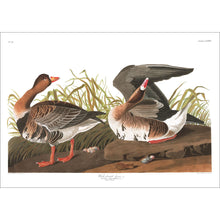 Load image into Gallery viewer, White-Fronted Goose Print by John Audubon