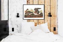 Load image into Gallery viewer, White-Fronted Goose Print by John Audubon