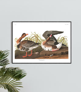 White-Fronted Goose Print by John Audubon